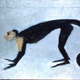 Scimmia